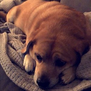 Meet your Posher, Molly